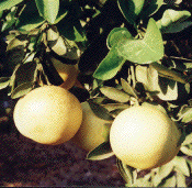 apelsiner