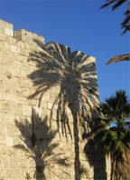 palm